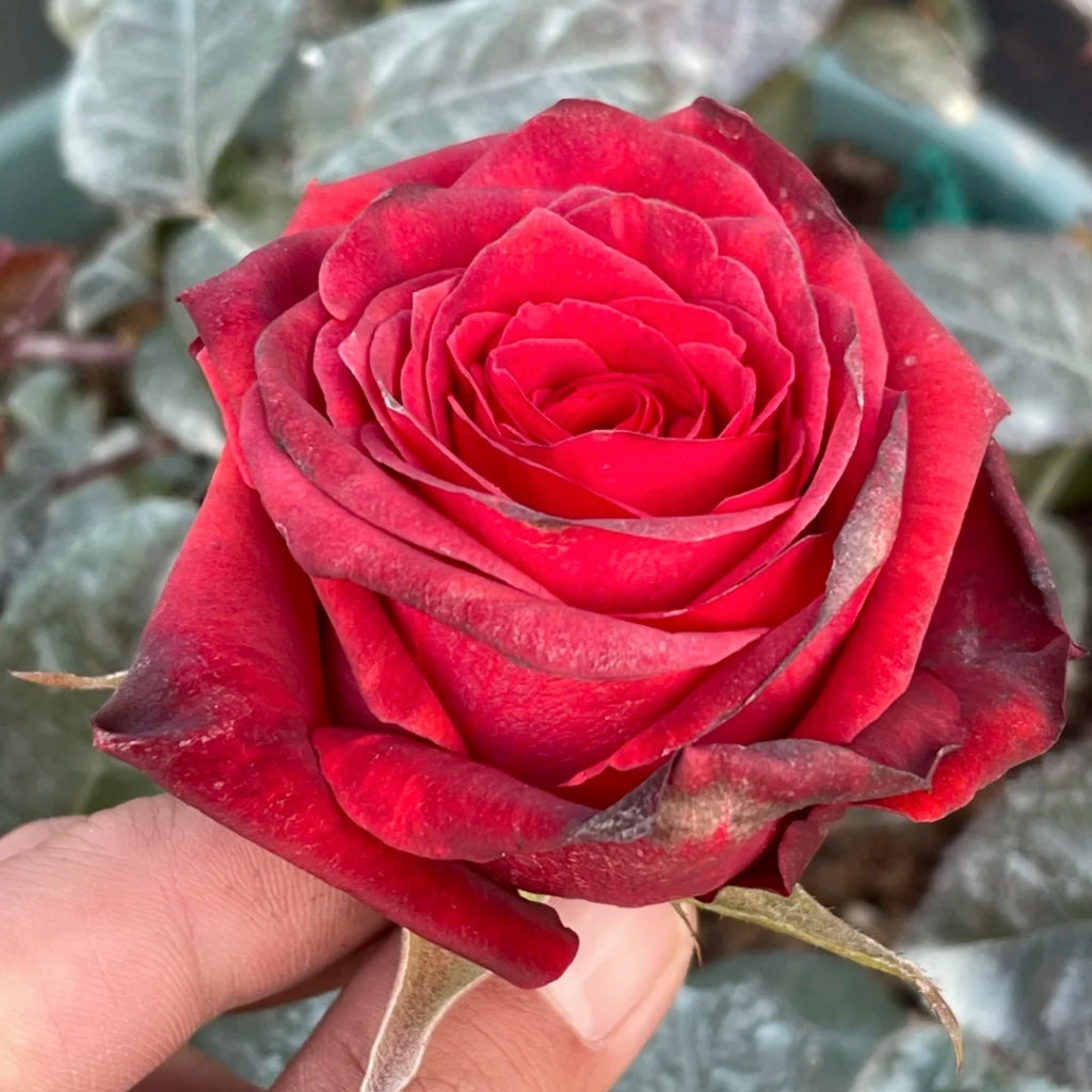 Bromo Rose