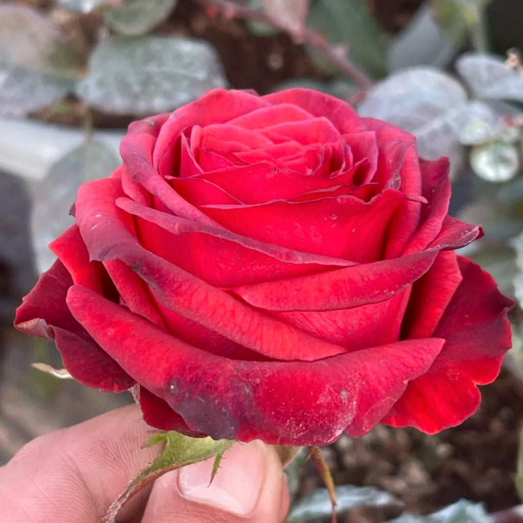 Bromo Rose