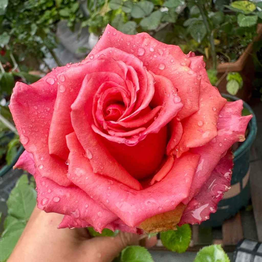 Bronze Perfume Rose
