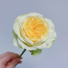 Butter Cup Rose