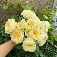 Butter Cup Rose