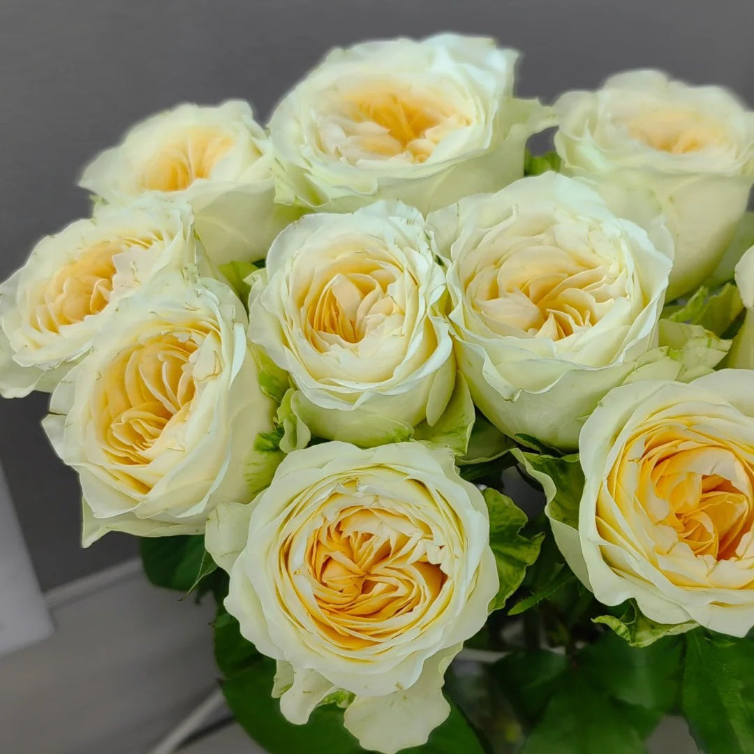 Butter Cup Rose
