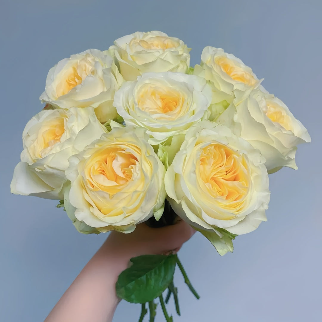 Butter Cup Rose