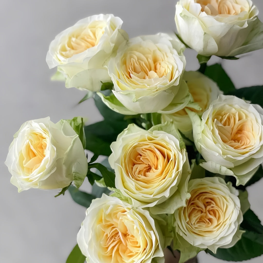 Butter Cup Rose