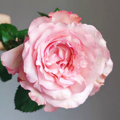 Butterfly Valley Rose