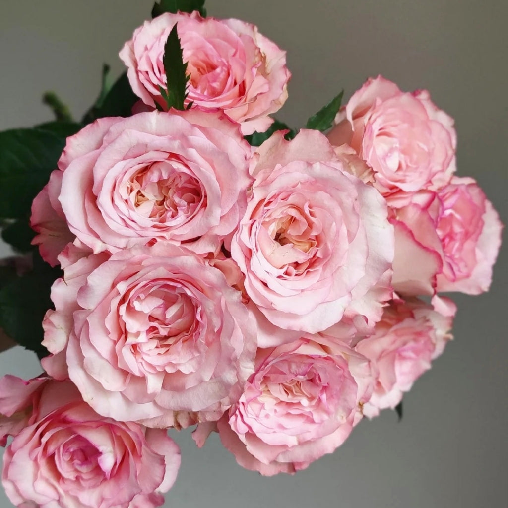 Butterfly Valley Rose