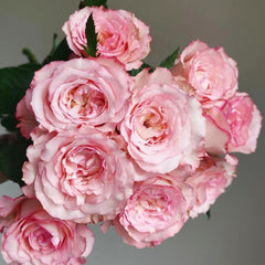 Butterfly Valley Rose