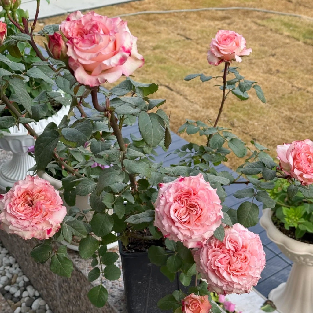 Butterfly Valley Rose