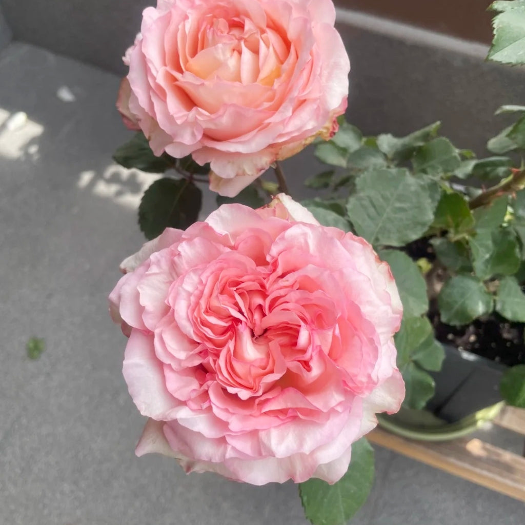 Butterfly Valley Rose