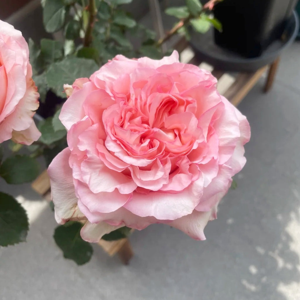 Butterfly Valley Rose