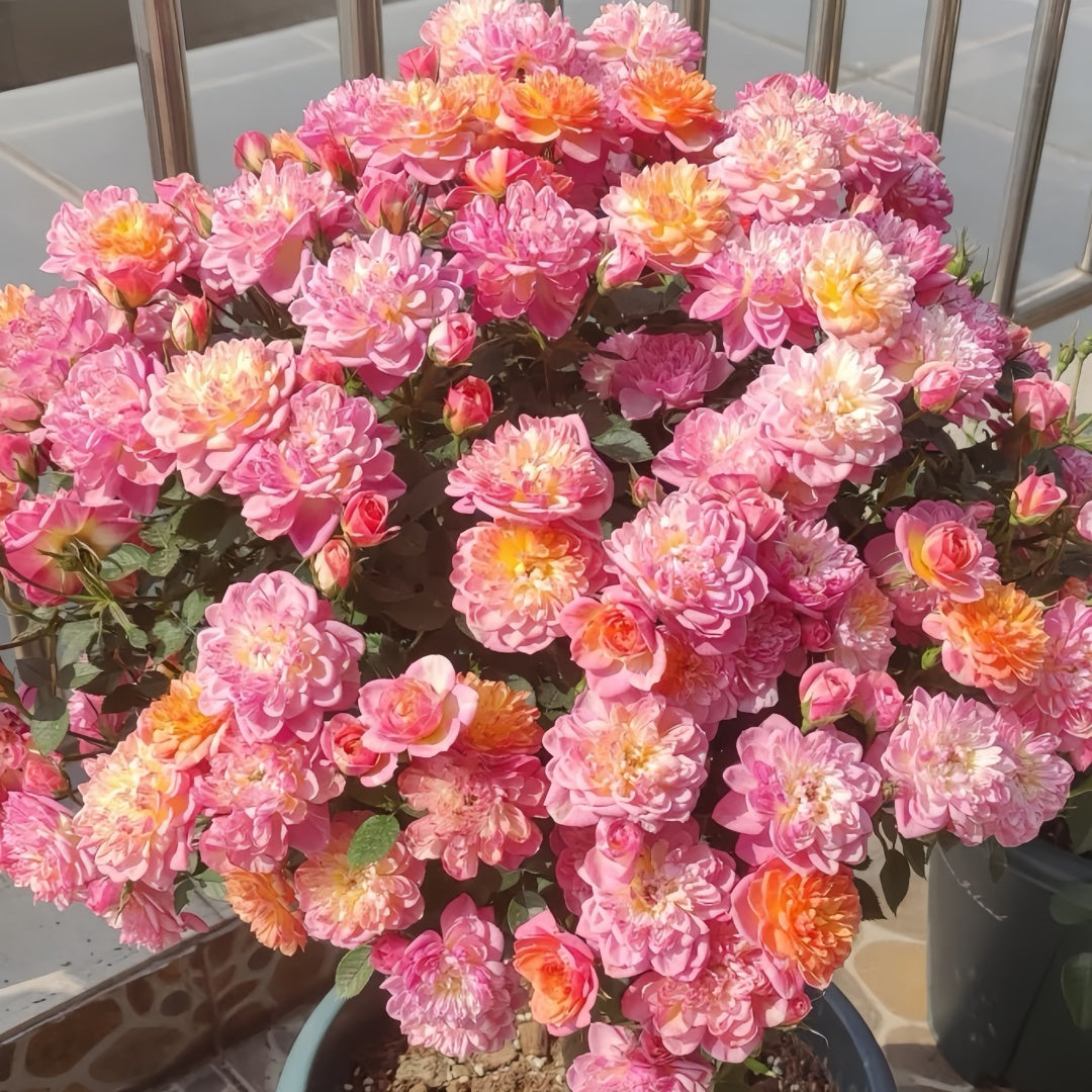CacheCacheRose