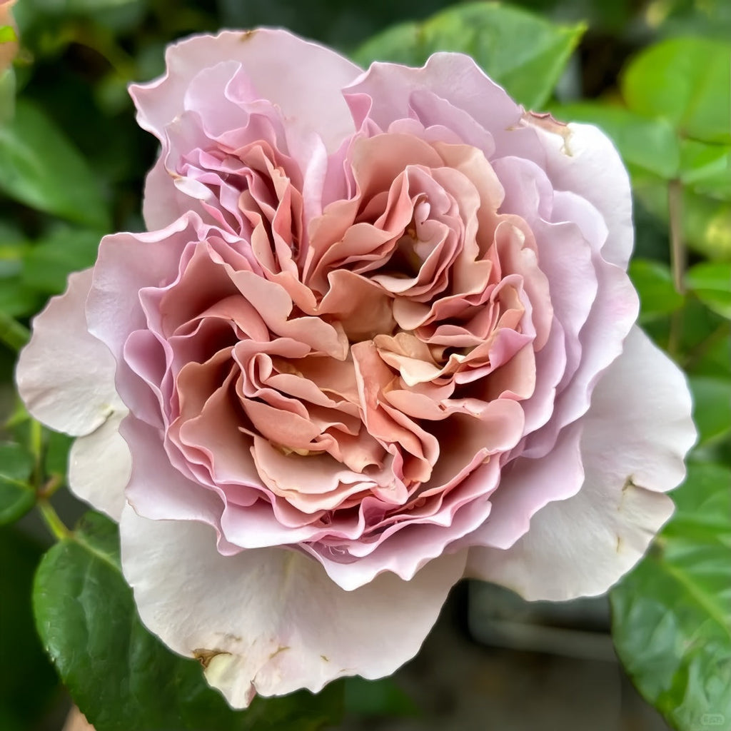 Caffe Latte Rose – Rosesplant
