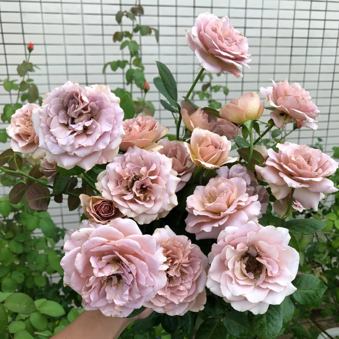 Coffe Latte Roses Caffe Latte Rose – Rosesplant