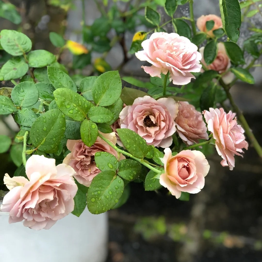 Coffe Latte Roses Caffe Latte Rose – Rosesplant