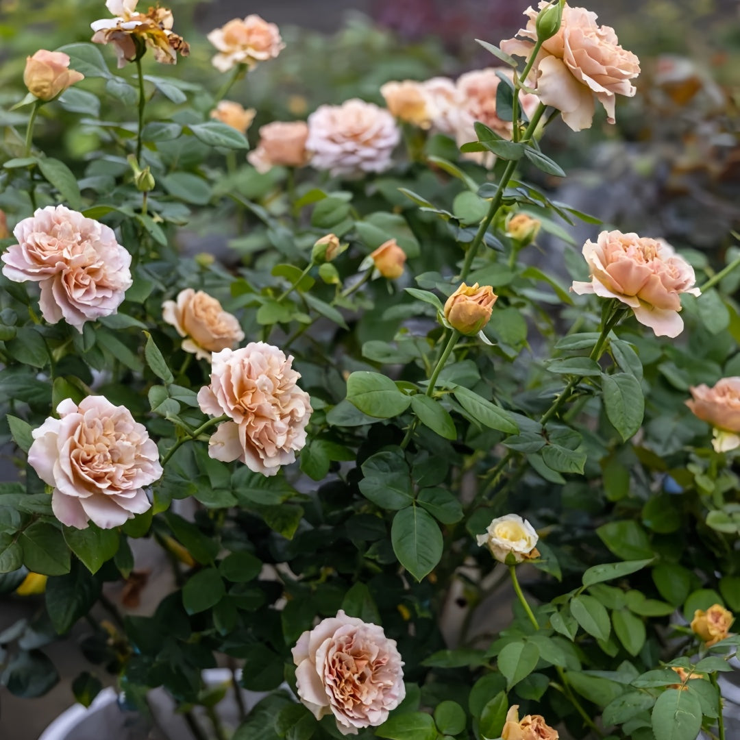 Coffe Latte Roses Caffe Latte Rose – Rosesplant