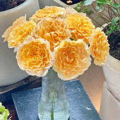 Campanella Peach Rose
