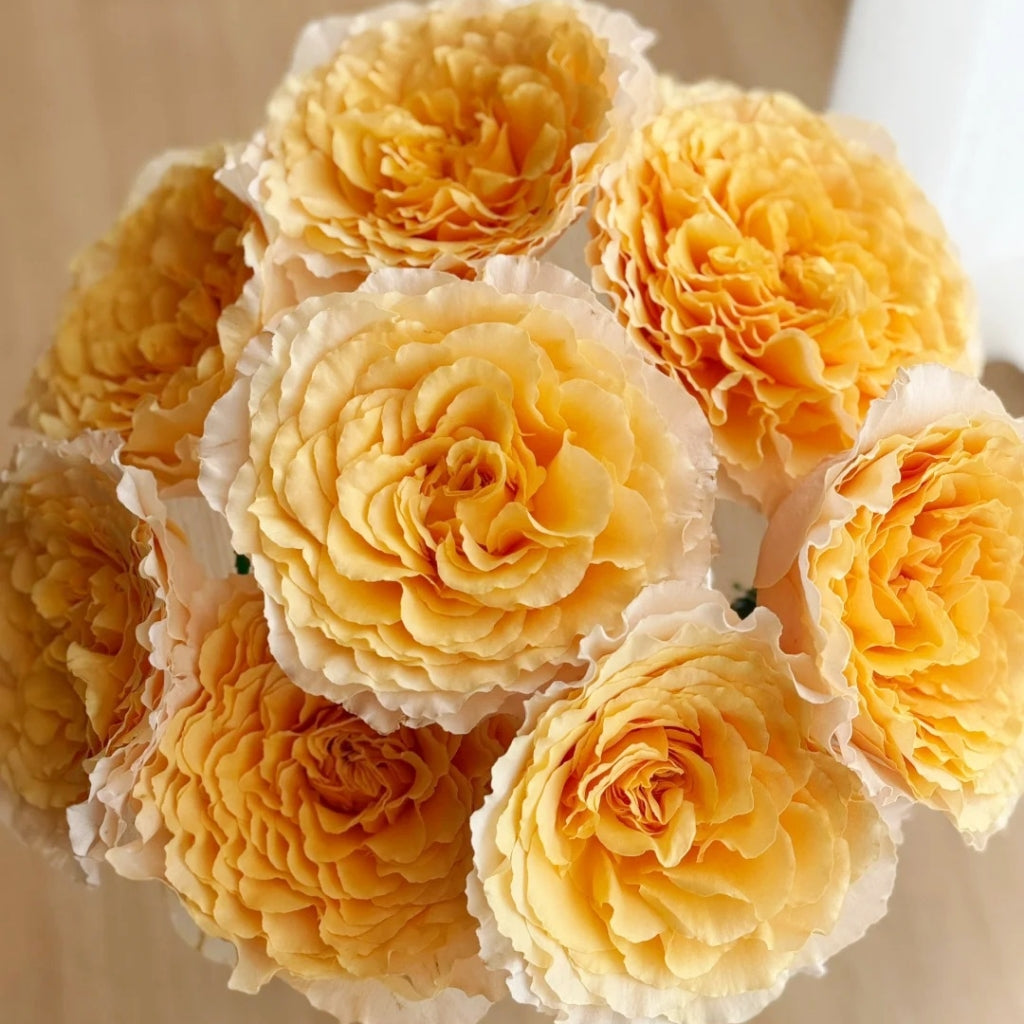 Campanella Peach Rose