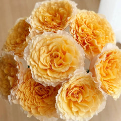 Campanella Peach Rose