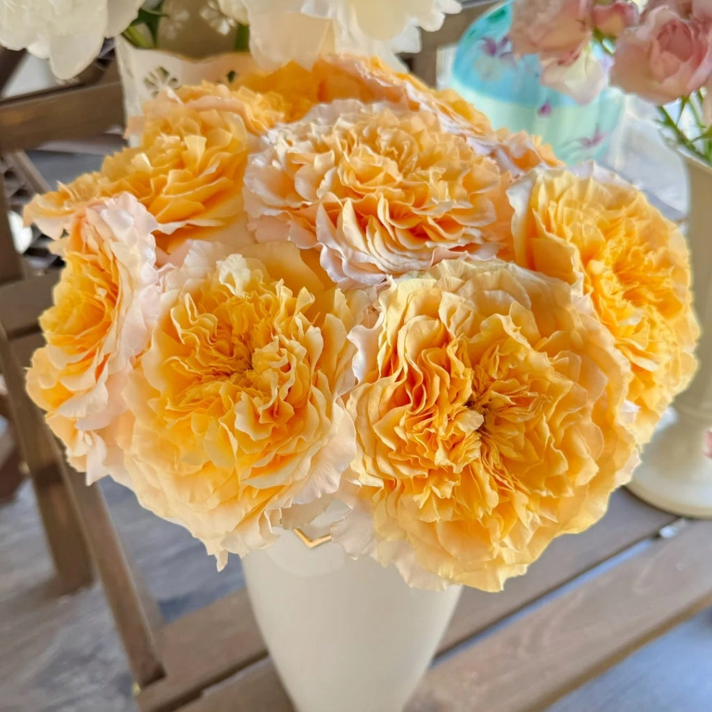 Campanella Peach Rose