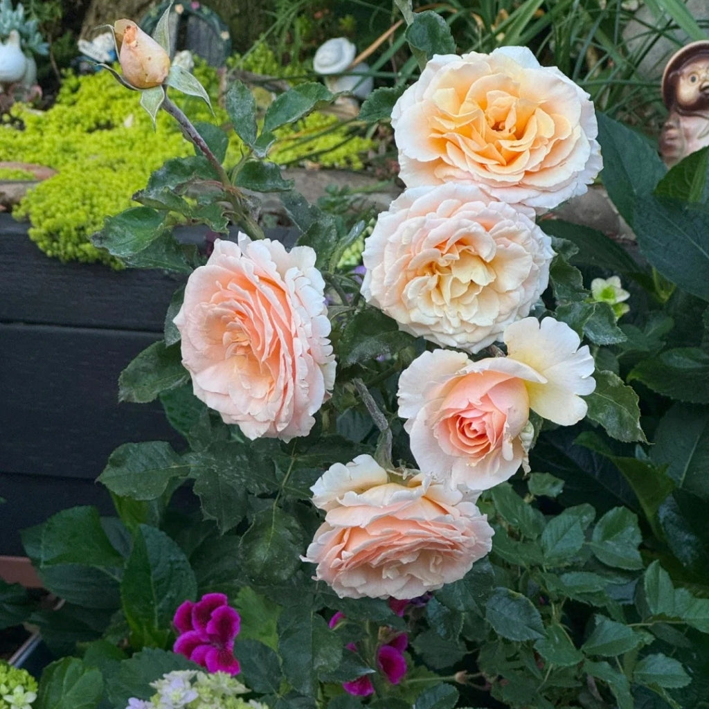 Campanella Peach Rose