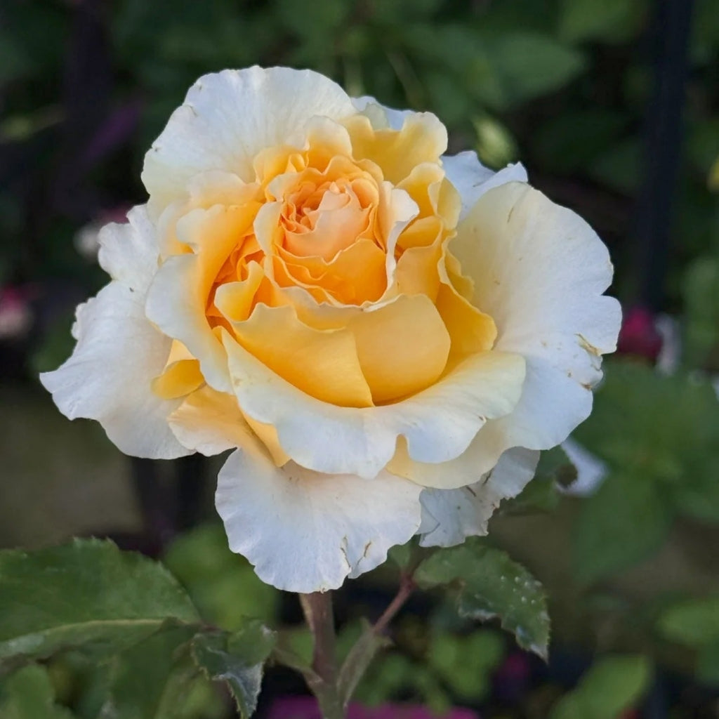 Campanella Peach Rose
