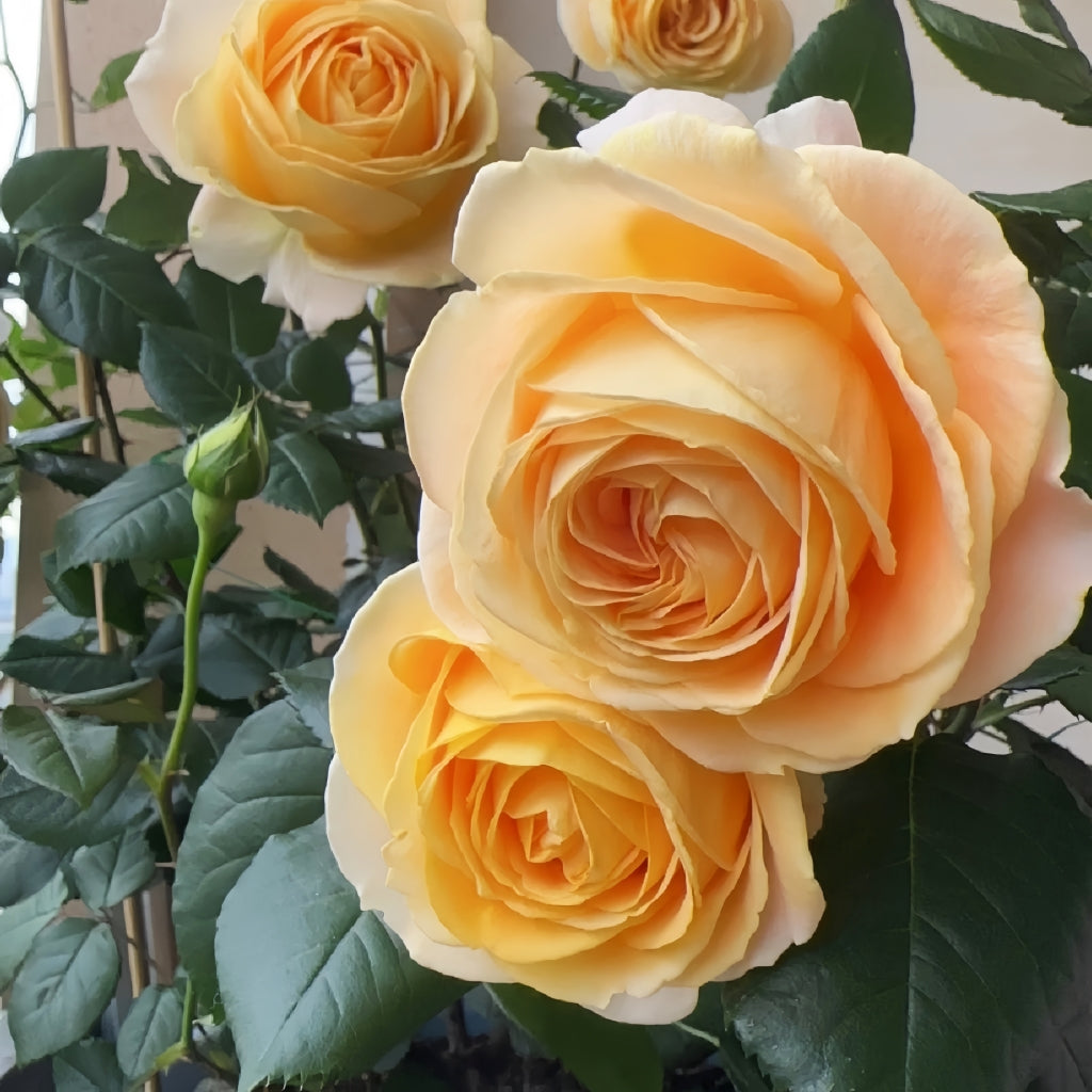 Candlelight Roses Candlelight Rose – Rosesplant