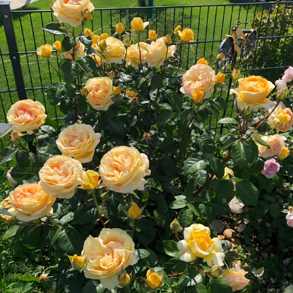 Candlelight Roses Candlelight Rose – Rosesplant