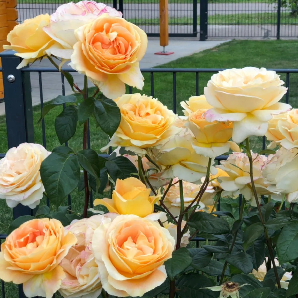 Candlelight Rose