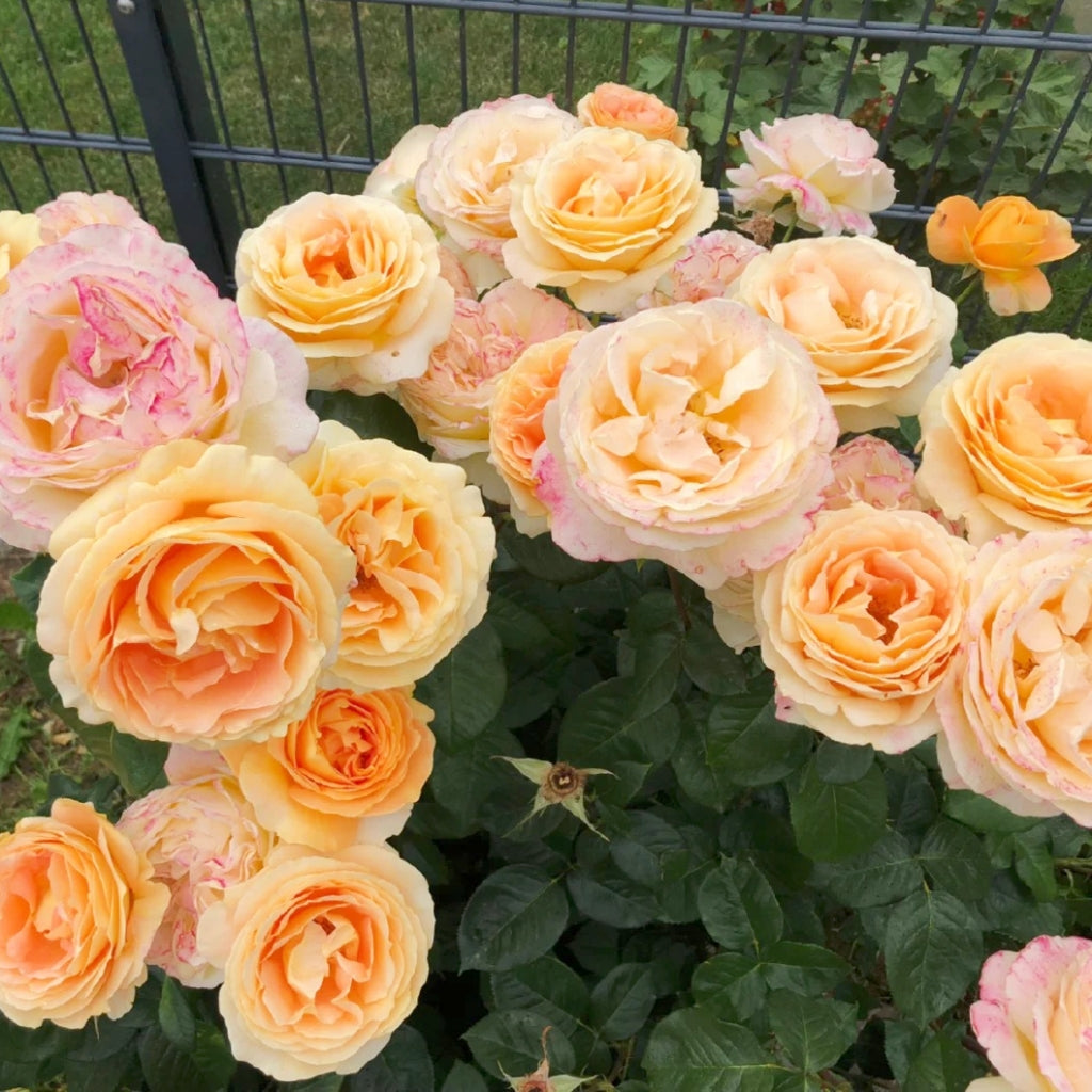 Candlelight Rose