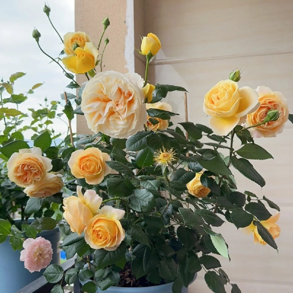 Candlelight Rose
