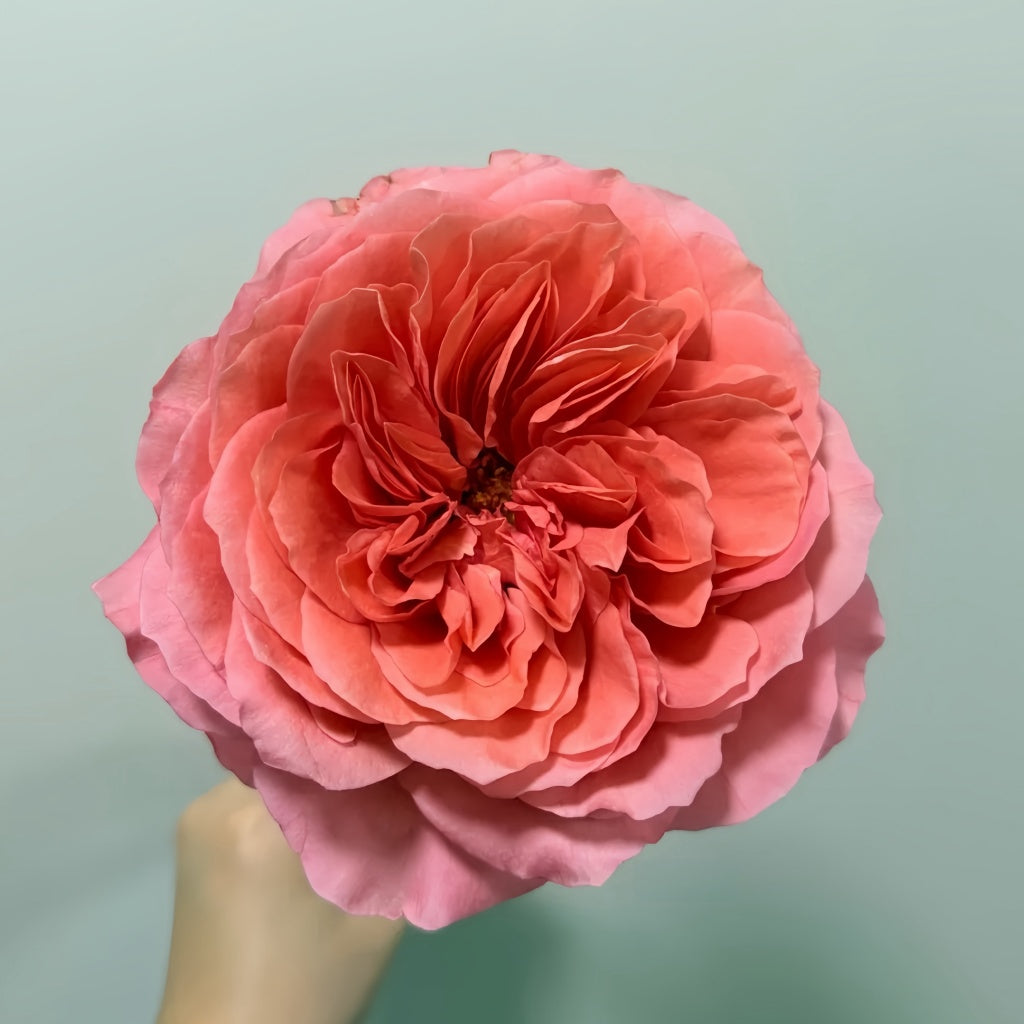 Candy X-Pression Rose