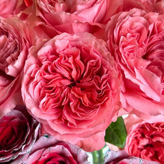 CandyX-PressionRose05_medium.