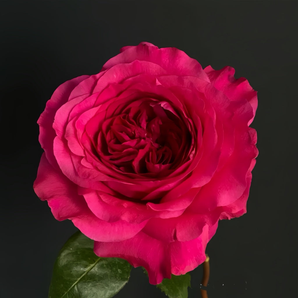 Capability Rose
