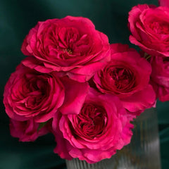 Capability Rose