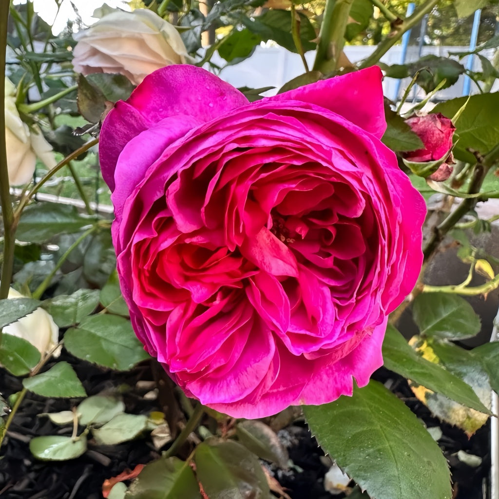 Capability Rose
