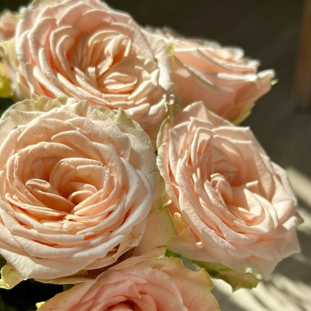 Capodimonte Rose