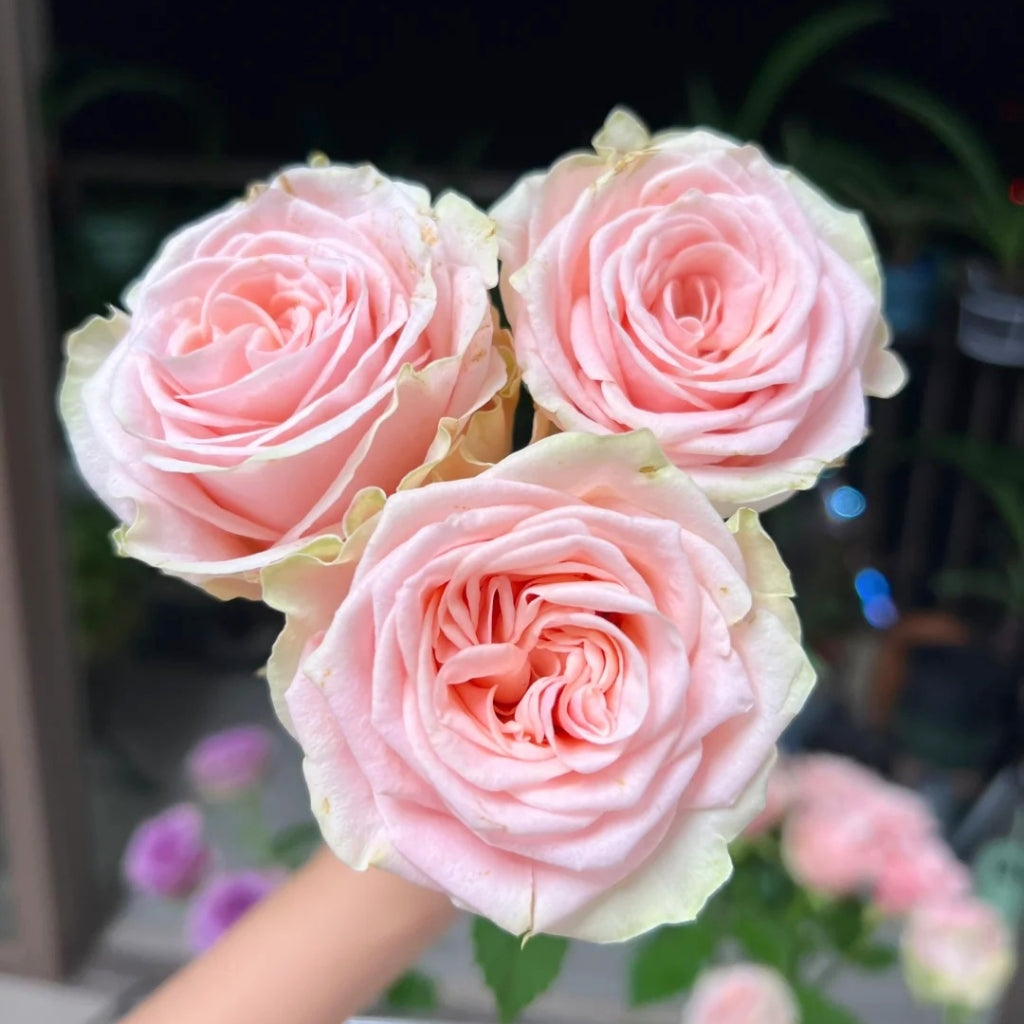 Capodimonte Rose