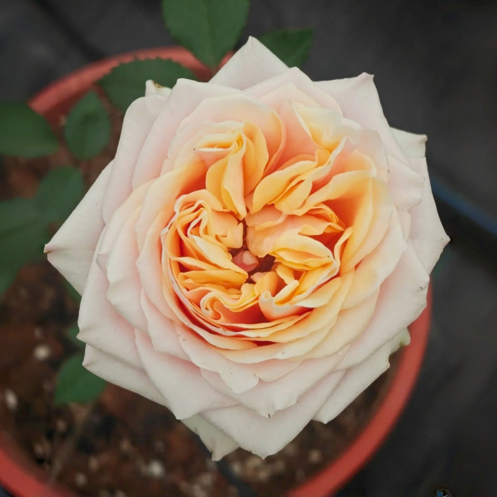 Caputure Rose