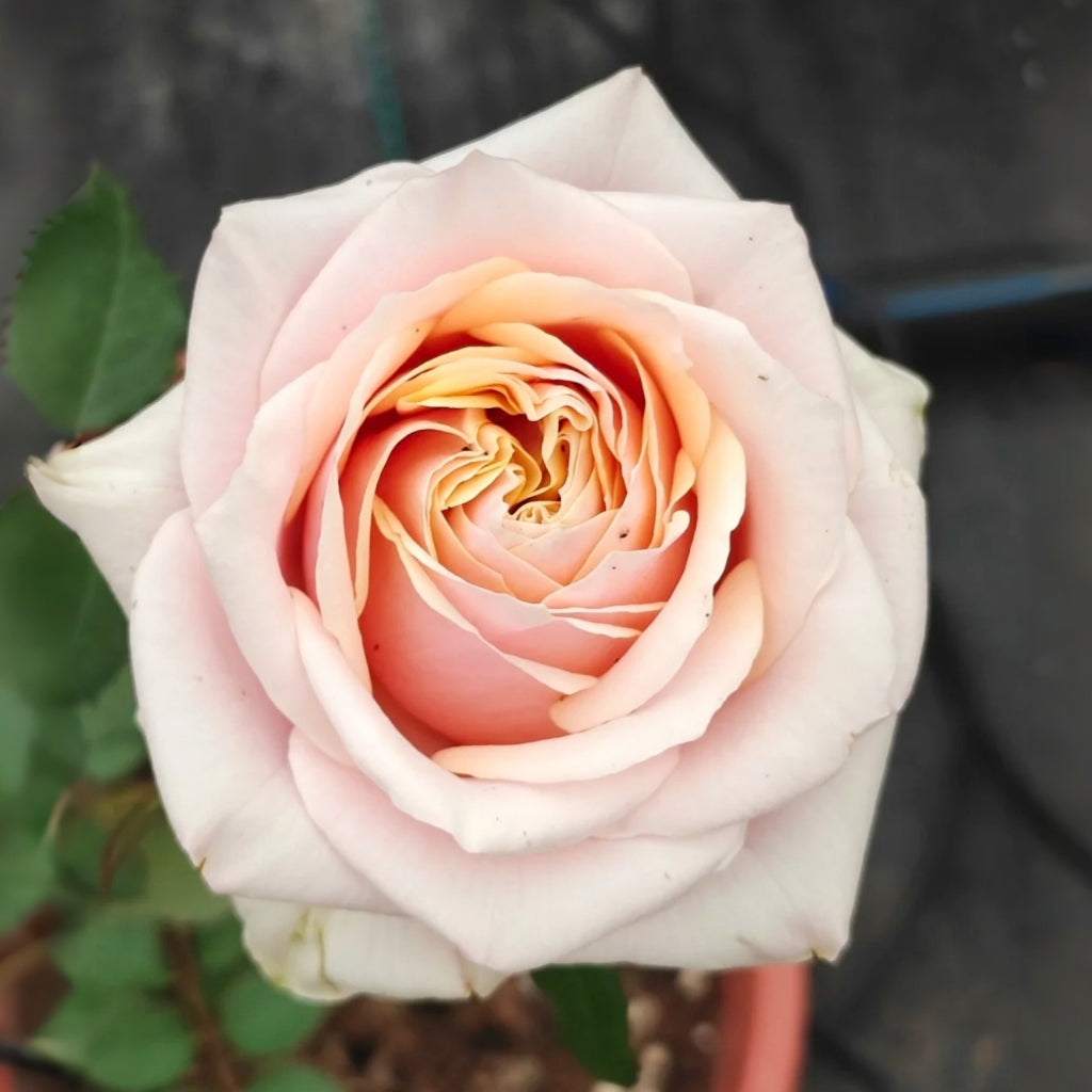 Caputure Rose