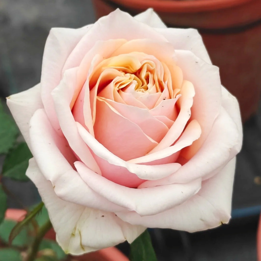 Caputure Rose