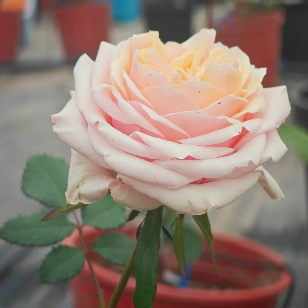 Caputure Rose