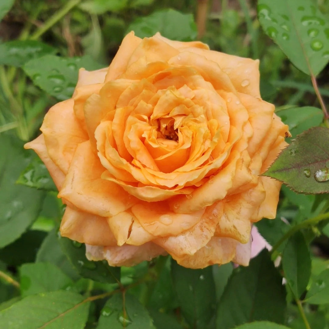 Caraluna Rose