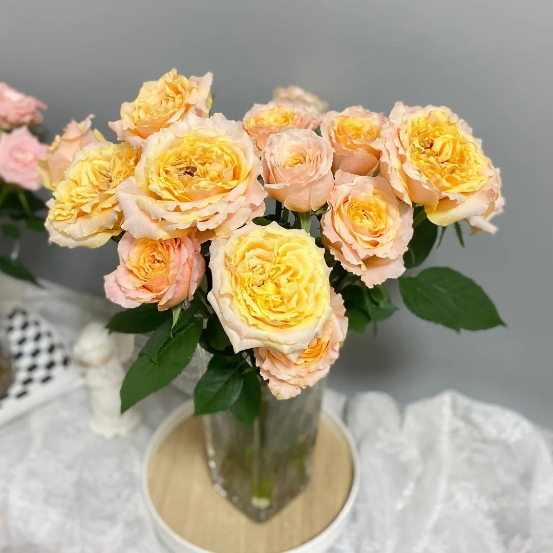 Caraluna Rose