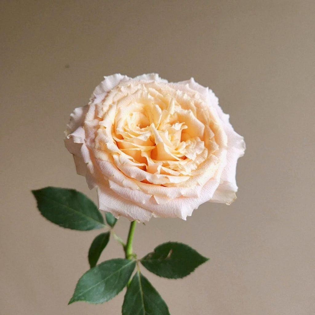 Caraluna Rose