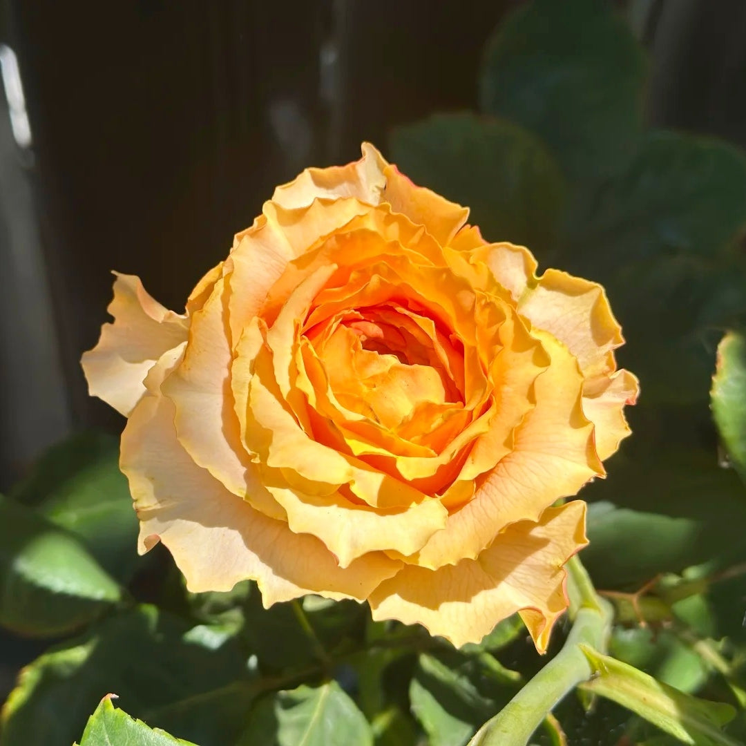 Caraluna Rose