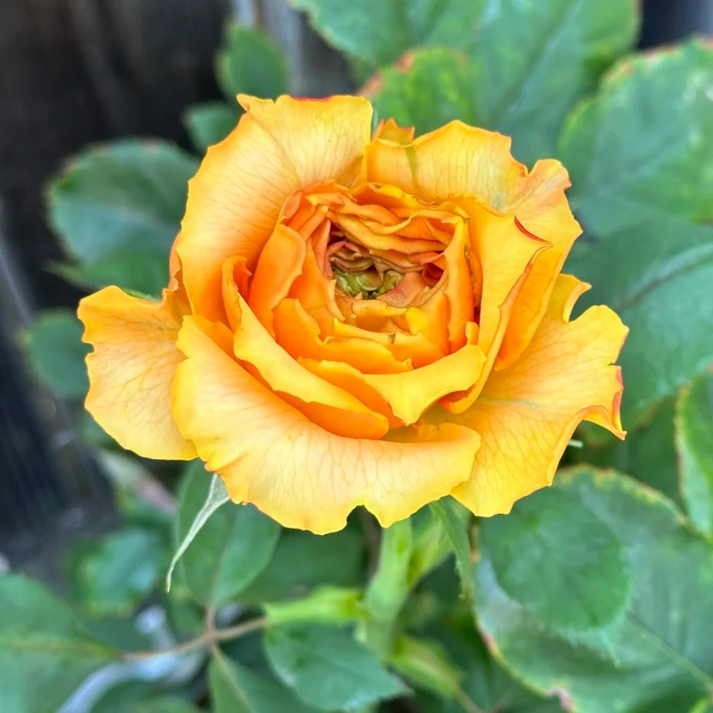 Caraluna Rose