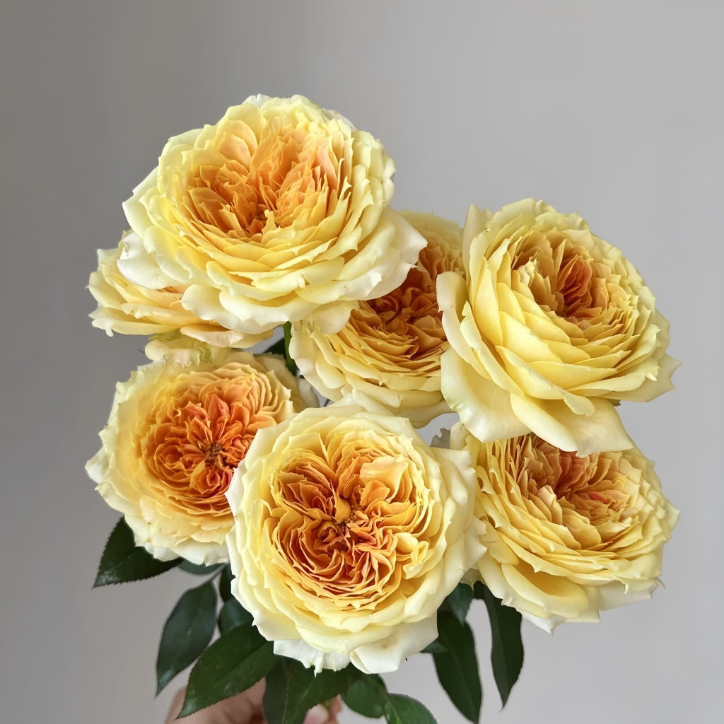 Freelander Rose Caramel Antike Freelander Rose – Rosesplant