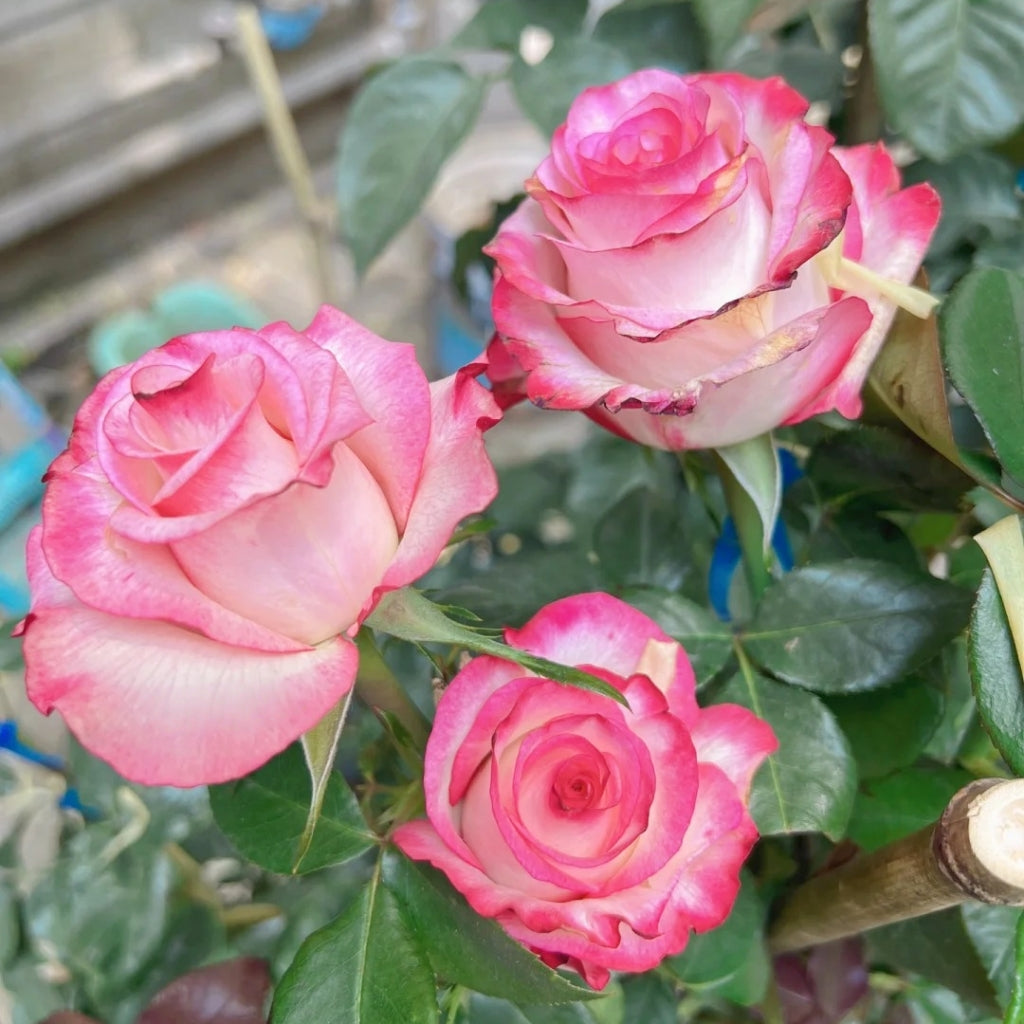 Carrousel Rose