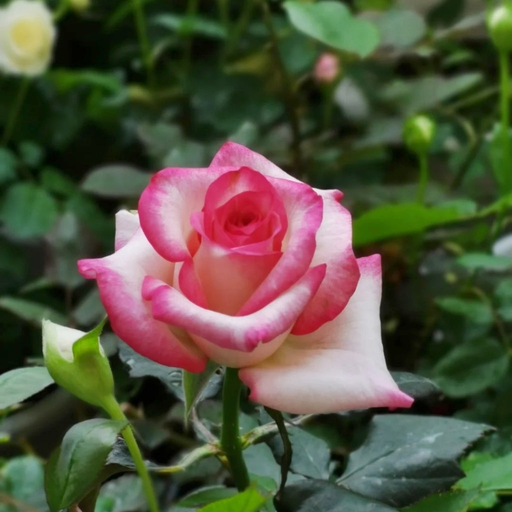 Carrousel Rose