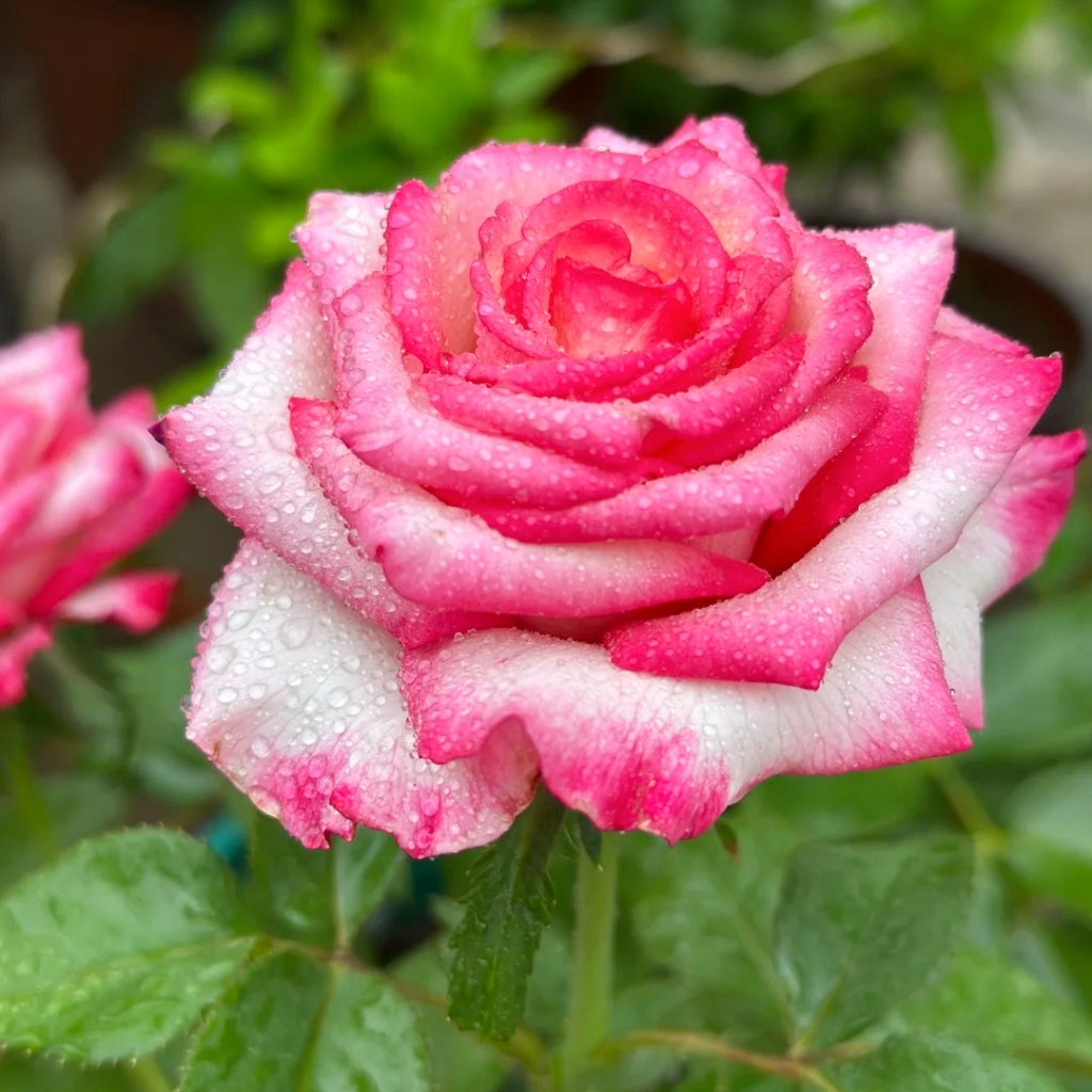 Carrousel Rose